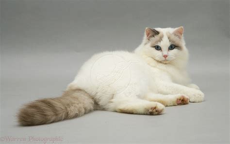 Lilac Bicolor Ragdoll Cat | Ragdoll cat, Cat care, Funny cat pictures