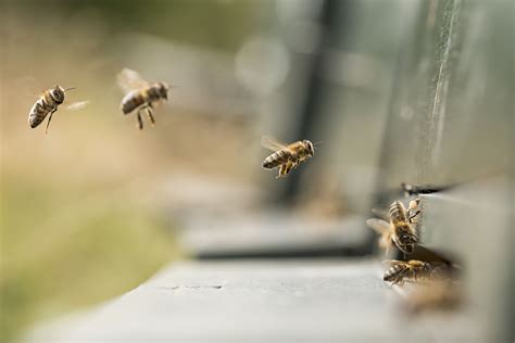 15 Fascinating Facts About Honey Bees