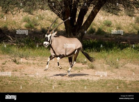 South Africa Kgalagadi Transfrontier Park Gemsbok Oryx Gazella Running