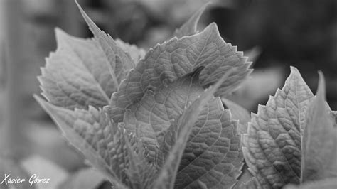 Estructures Vegetals Vegetal Structures Hortensia Flickr