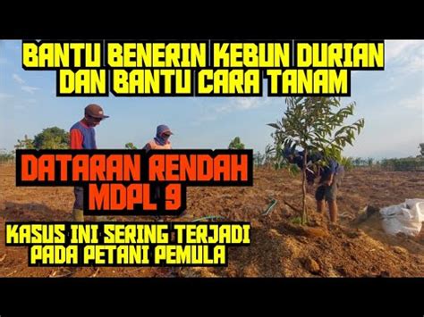 DI MINTA DATANG BERSAMA BANG RADI BANTU CARA TANAM BENERI KEBUN