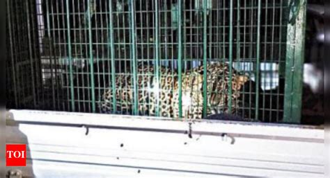 aravalis haryana leopard caught  palwal released  nuh aravalis