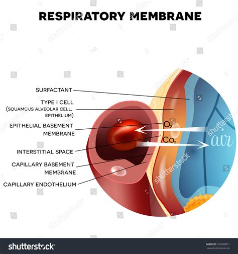 Respiratory Membrane Labeled