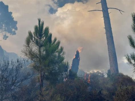 Nieder Sterreicher Auf L Schmission In Korsika Brandstifter Am Werk