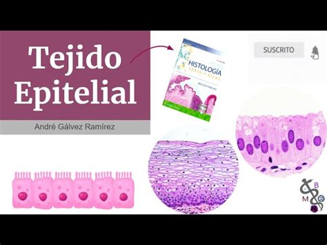 Anatomia Histologia Humana Tejido Epitelial Y Tejido Conectivo The