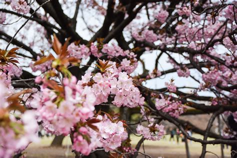 Hanami : les 15 endroits où voir les cerisiers en fleurs à Tokyo - Le ...