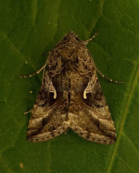 Gamma De Gammafly Autographa Foto De Archivo Imagen De Insectos