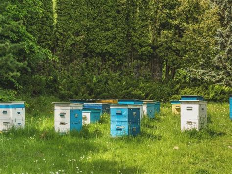 Protecting Honey Bee Habitats Carolina Honeybees