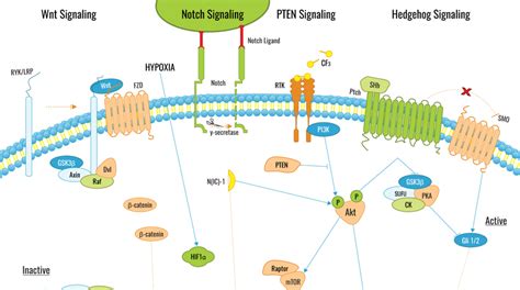 Cancer Cell Signaling Pathways