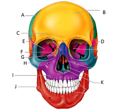 A P Skull Front View Diagram Quizlet