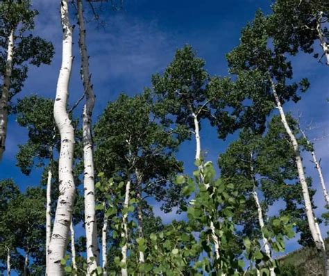 Discover the 'Trembling Giant' Pando, the World's Largest Living Organism