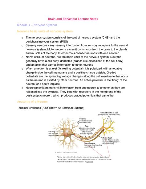 Brain And Behaviour Lecture Notes Motor Neurons Transmit Commands