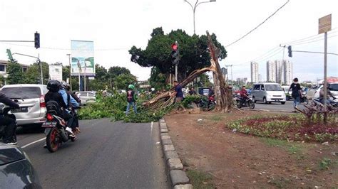 Video Tak Ada Angin Dan Hujan Pohon Besar Tumbang Di Jalan Daan Mogot