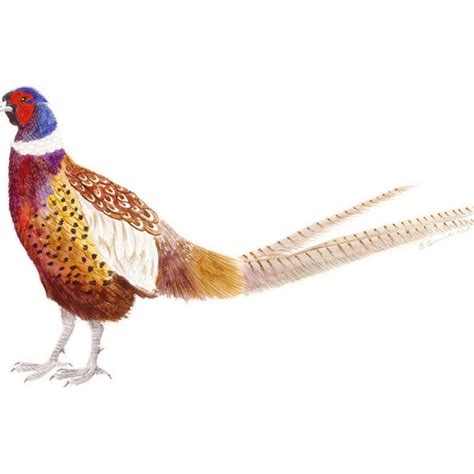 Pheasant Art - Etsy