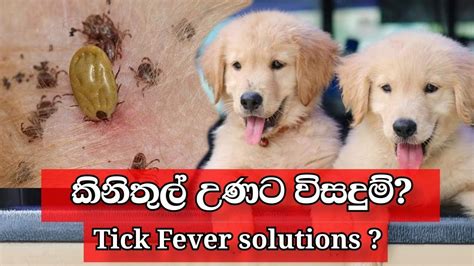 What Is The Treatment For Tick Fever In Dogs