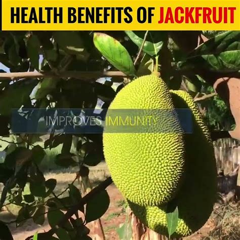 कटहल खाने के फायदे Benefits Of Jackfruit Health Shorts Jackfruit