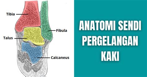 Anatomi Sendi Manusia