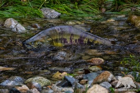 Chum salmon - Fascination Wildlife