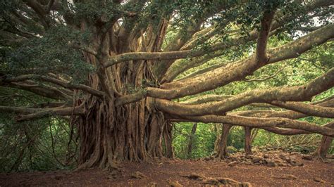 500 Year Old Banyan Tree In Indias Uttar Pradesh Declared Worlds Oldest