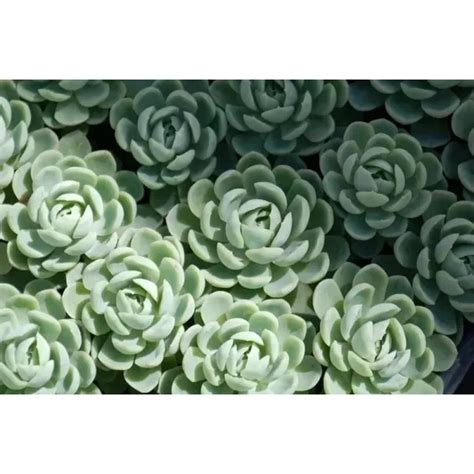 Sementes De Suculentas Echeveria Elegans Shopee Brasil