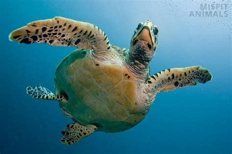 Sea Turtle Size: Comparison Of 7 Species (Weight & Length)