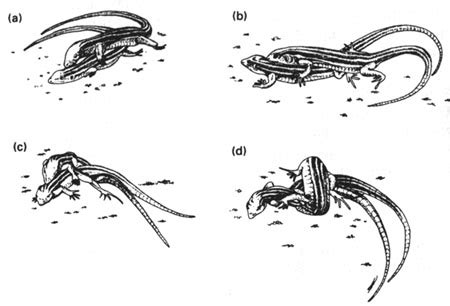 Extraits Sauriens Lézards Crocodiliens