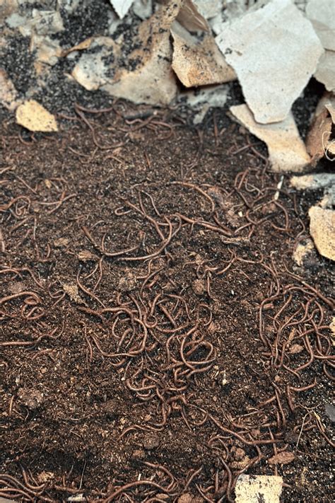 Best Worm Food for Reproduction: Supercharge Your Worm Farm(2024)