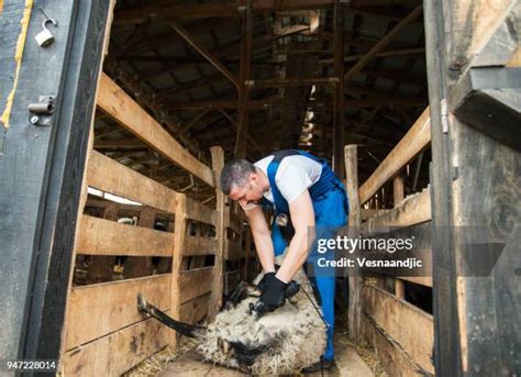 4,152 Sheep Shearing Stock Photos, High-Res Pictures, and Images ...