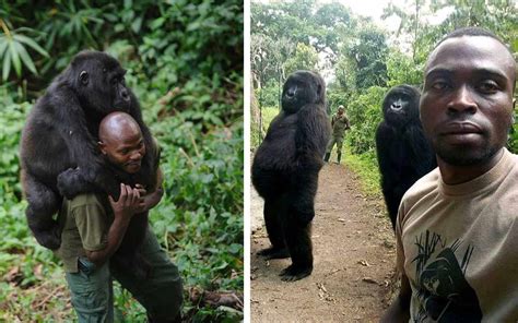 Are Humans And Gorillas Related Exploring Our Primate Connection