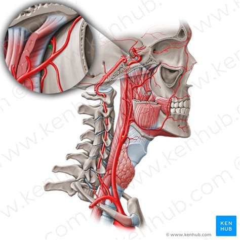 Salpingopharyngeus: Origin, insertion, innervation,action | Kenhub