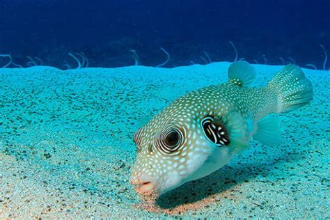 PADI Aware Fish Identification In Dahab Advenius