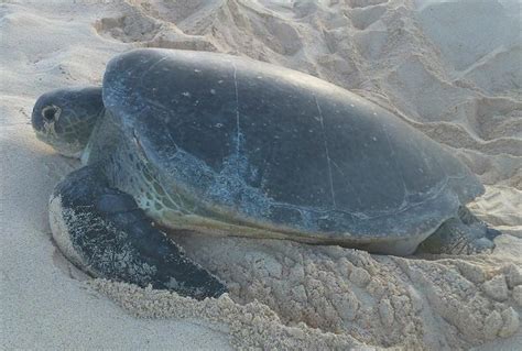 Crime-solving technology helps scientists track turtles from Egypt