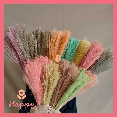 Jual Dried Flower Pampas Reed Color Rainbow Bunga Tanaman Rumput Bulu