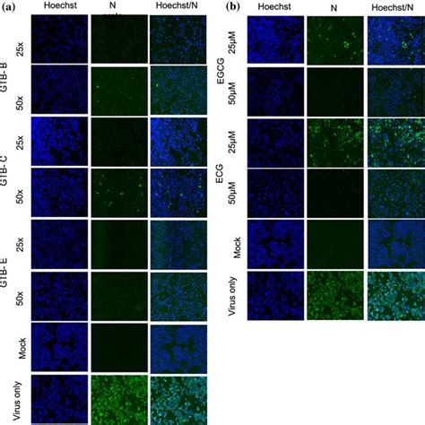 Immunofluorescence Assay Of Sars Cov Moi Infection Of Vero E