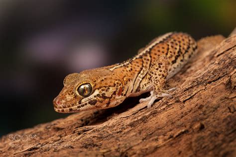 Madagascan Ground Gecko By David Southard 500px