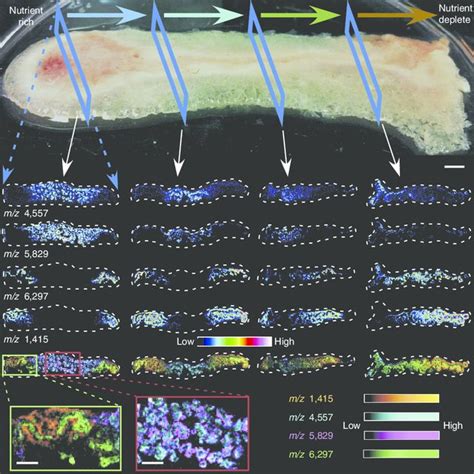 Heterogeneous Structure Of A Pseudomonas Aeruginosa Biofilm Grown In Download Scientific