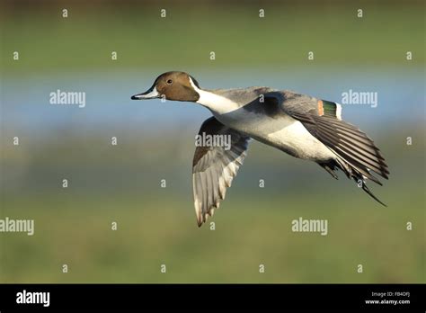 Northern Pintail Anas Acuta Adult Male In Flight Preparing To Land