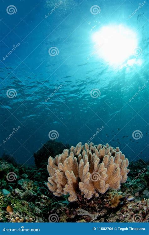 Amazing Underwater Seascapes Royalty Free Stock Image - Image: 11582706