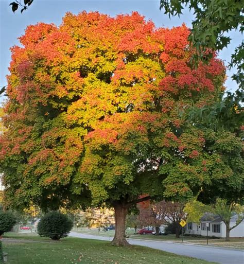 Beautiful Maples - Grimm's Gardens