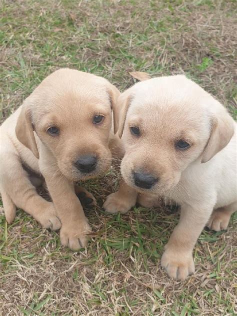 AKC REGISTERED LABRADOR RETRIEVER PUPPIES