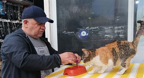 Sokak Kedileri I In D Kkan N Kapatm Yor