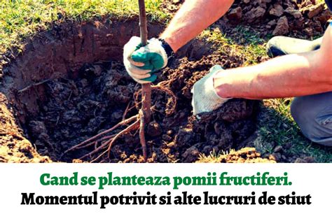 Cand Se Planteaza Pomii Fructiferi Momentul Potrivit Si Alte Lucruri