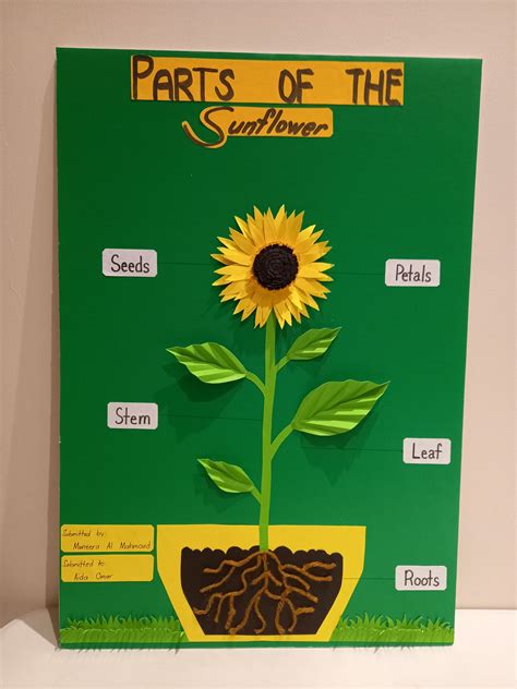 Parts Of The Sunflower | Parts Of The Flower | DIY | Paper Craft