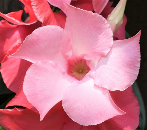 Mandevilla The Ultimate Guide To Growing And Caring For These