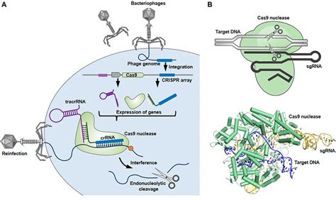 Frontiers Crispr Cas9 Based Technology For Studying Enteric Virus