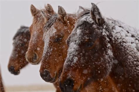 Snowy Horses