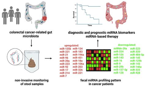 Microorganisms Free Full Text Gut MicrobiotaMicroRNA Interactions