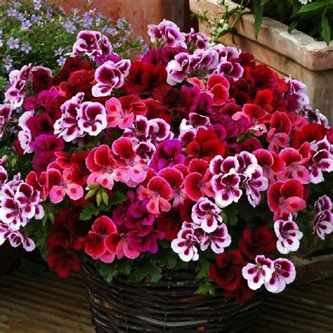 10 Seed Geranium Mixed Dark Red Petals Pink Edege Flowers Diy Flower