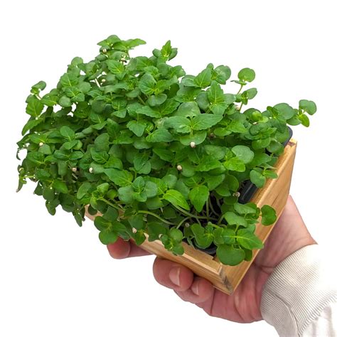 Graines De Micro Pousses De Shiso Vert Neopouss