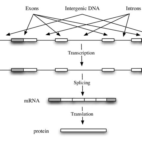 Structure of a gene. | Download Scientific Diagram